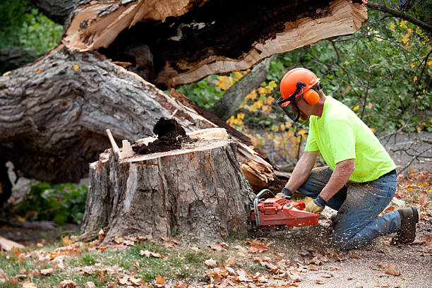 Best Stump Grinding Near Me  in Maltby, WA